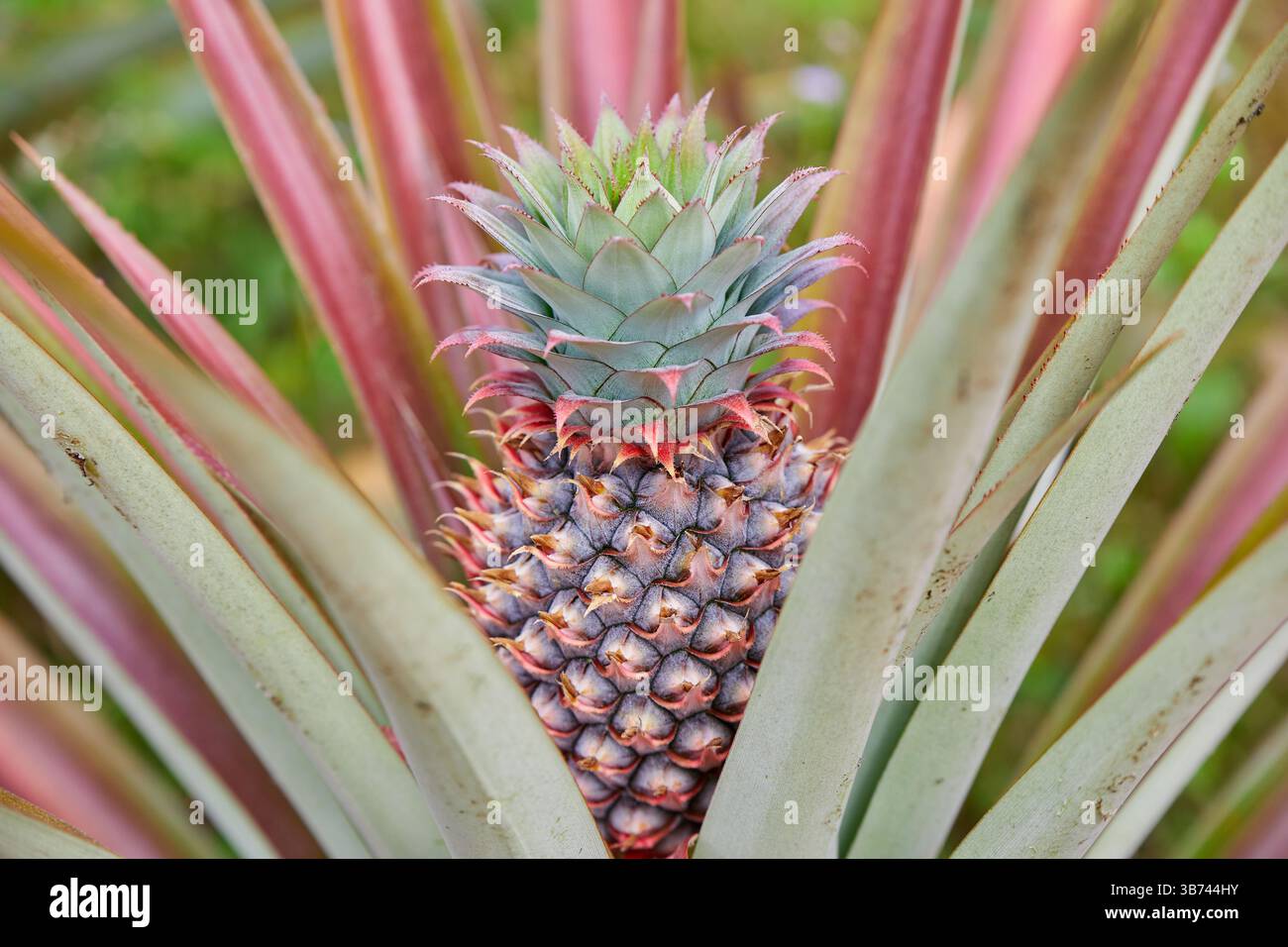 Young pineapple growing on plant Stock Photo