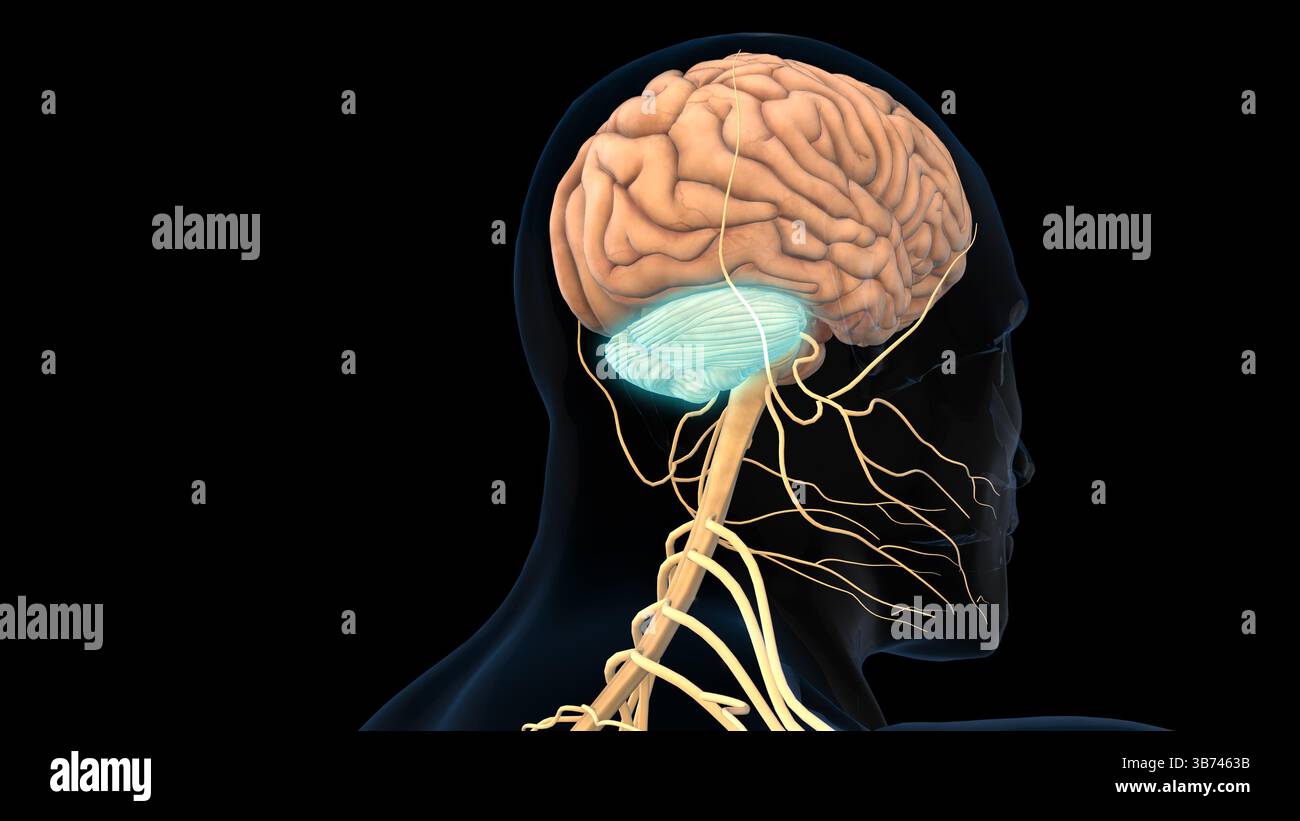 human brain cerebellum anatomy for medical concept 3D illustration ...