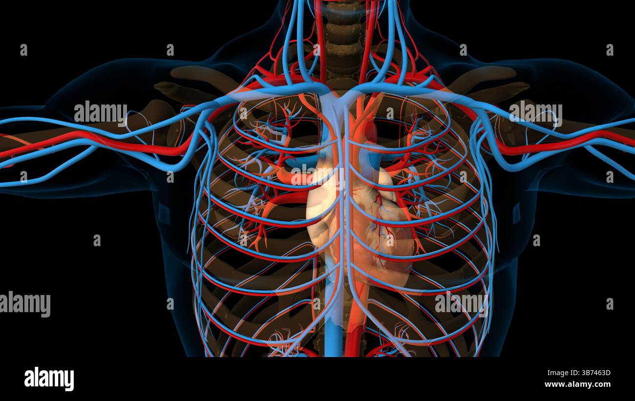 Circulatory system animation human anatomy hi-res stock photography and ...