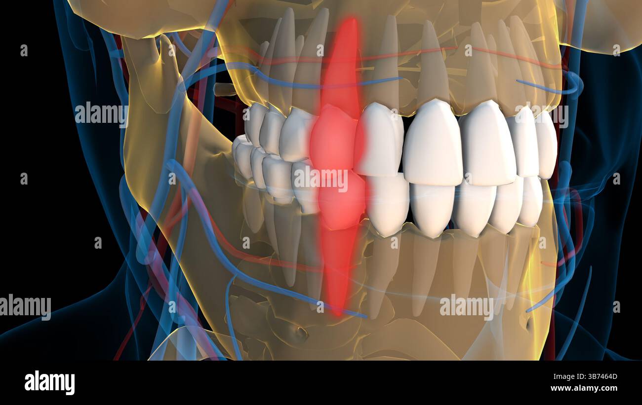 Human teeth canine teeth anatomy for medical concept 3D illustration ...