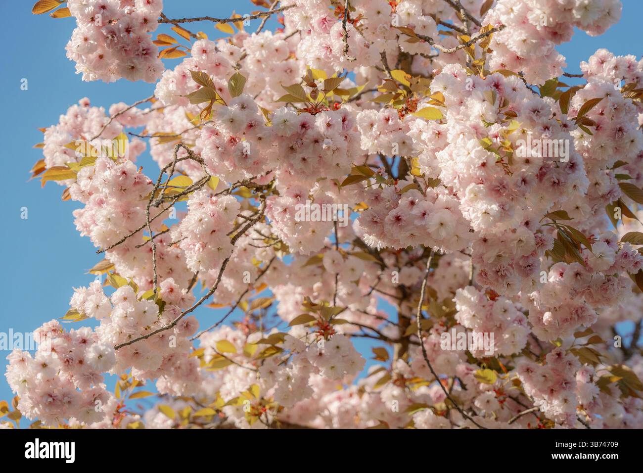 Delicate cherry blossom laden hi-res stock photography and images - Alamy
