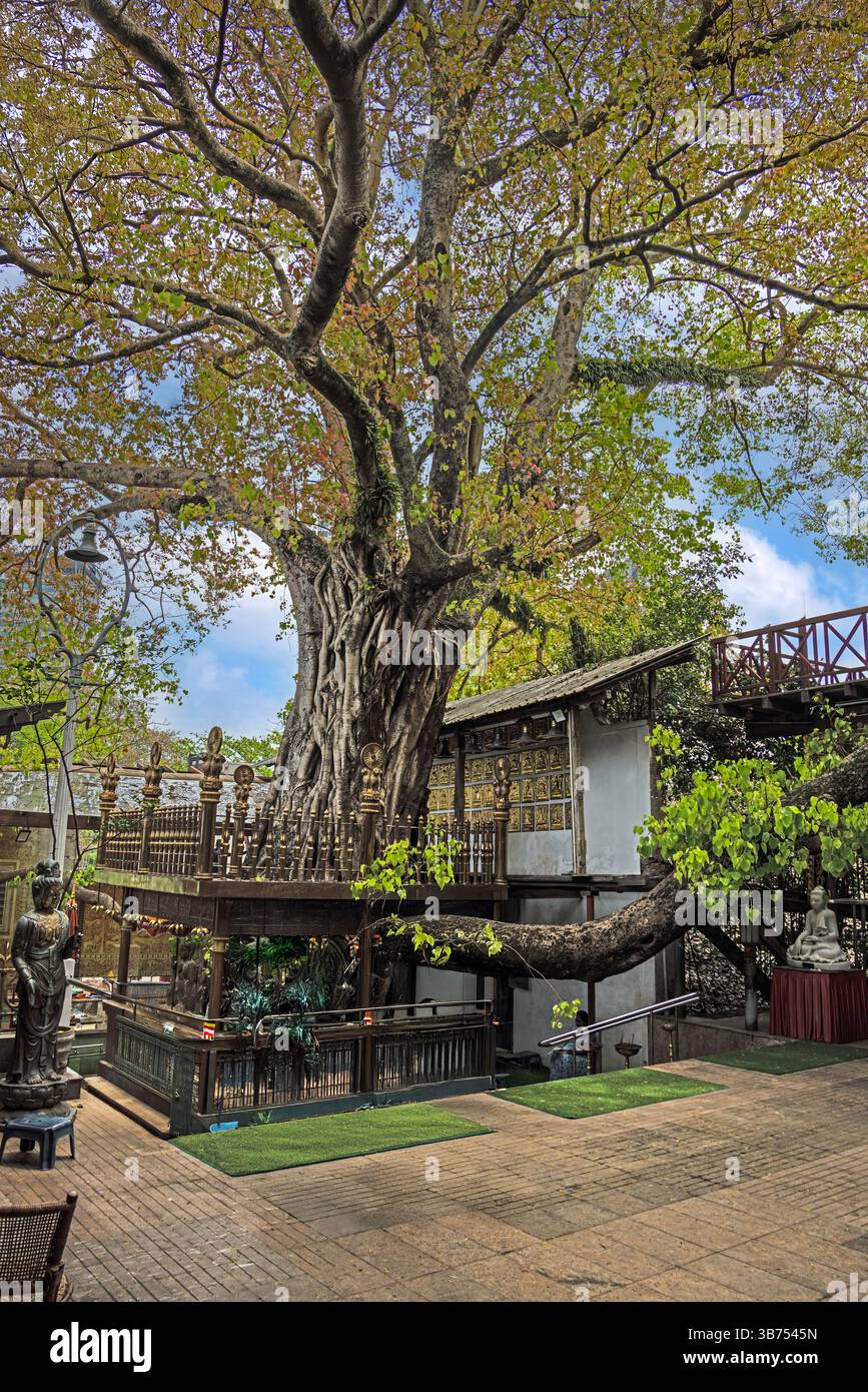 Sacred Bodhi tree shrine in a Colombo temple complex surrounded by ...
