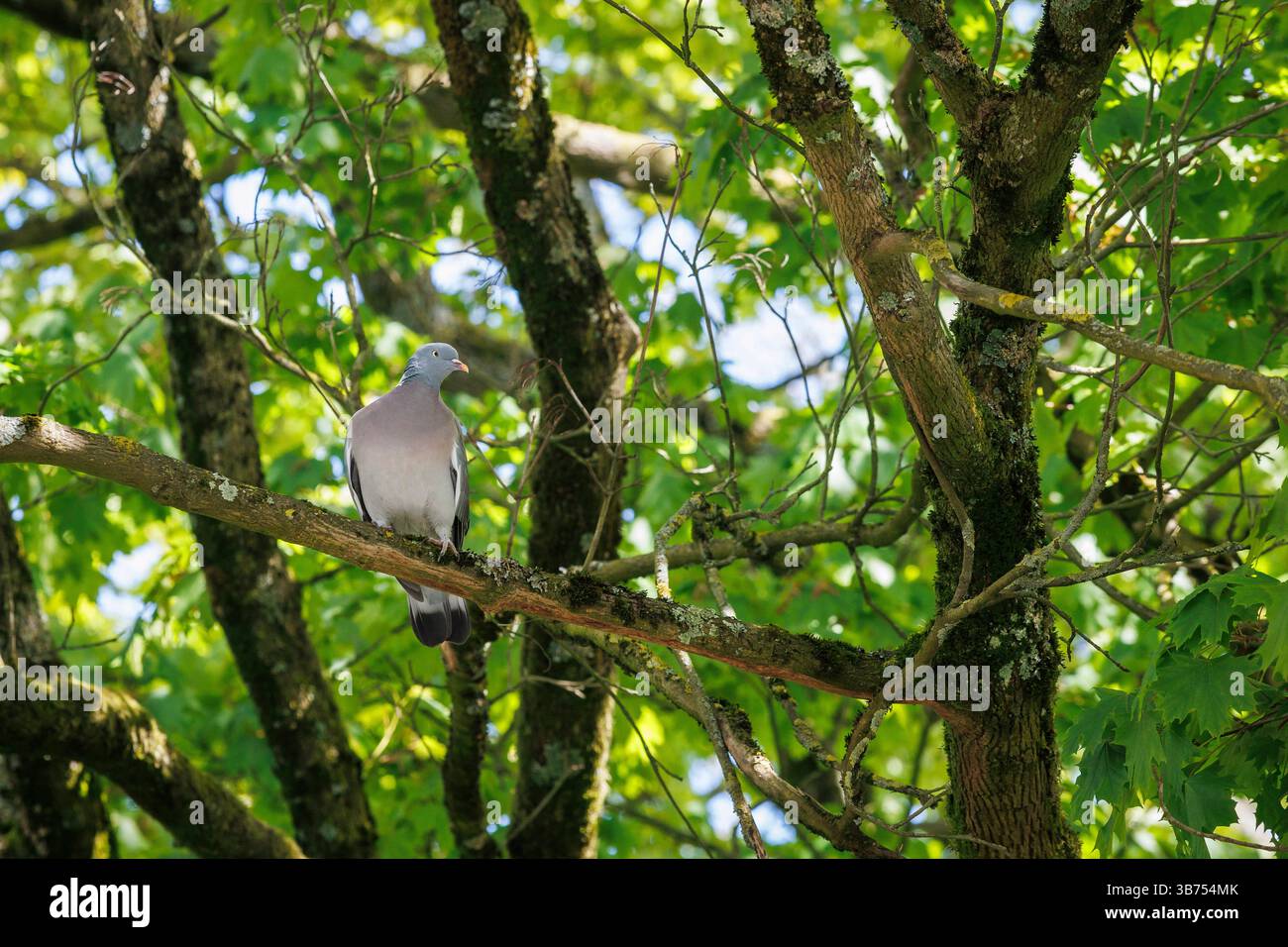 wood pigeon (Columba palumbus) sitting in a maple tree, Germany ...
