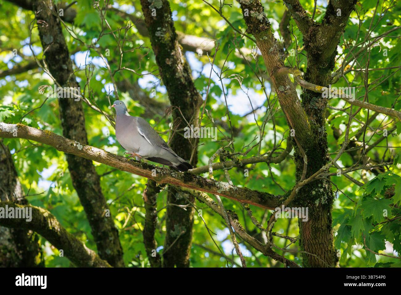 wood pigeon (Columba palumbus) sitting in a maple tree, Germany ...
