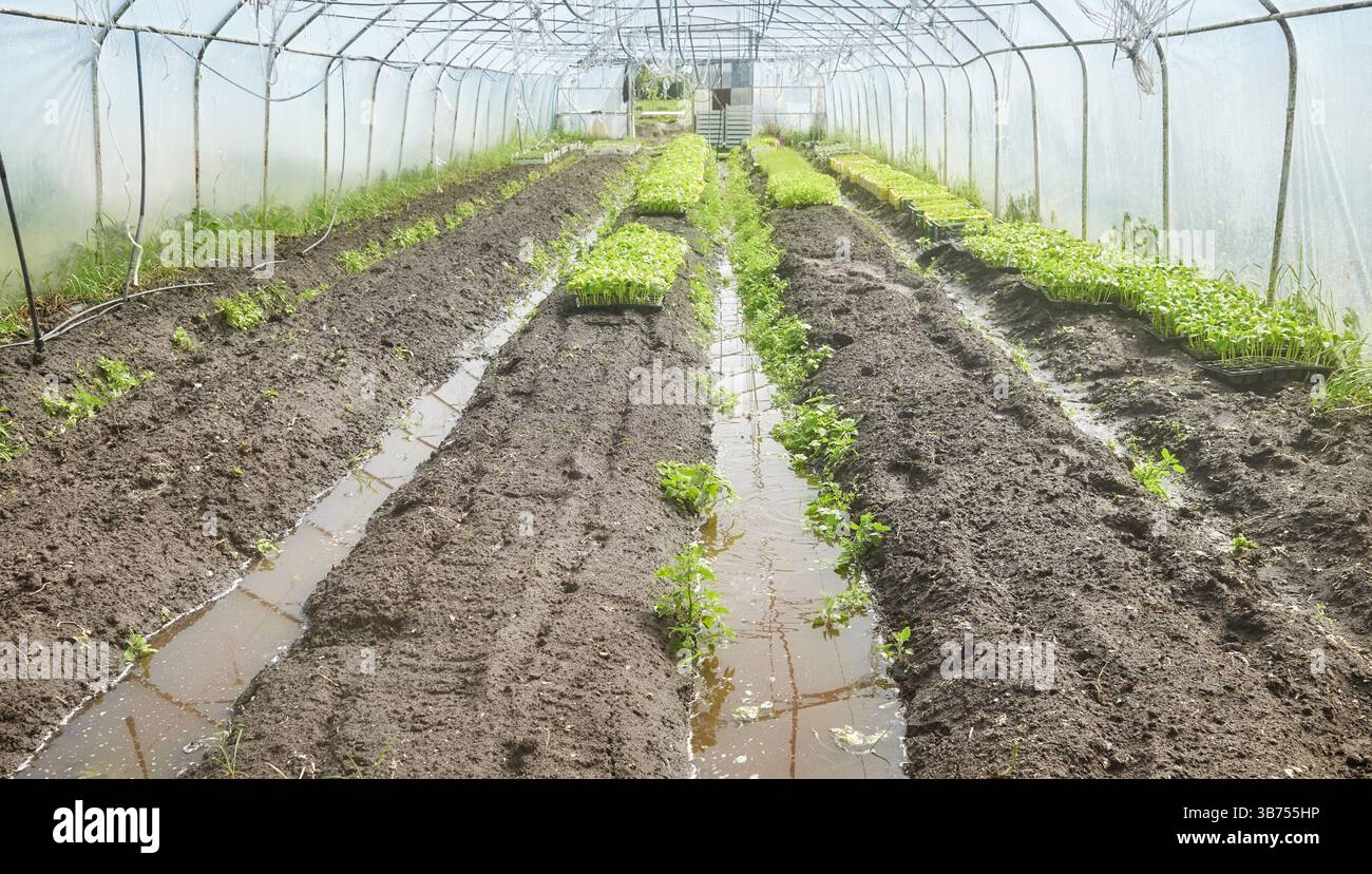 Organic vegetable growing in a plastic tunnel. Stock Photo