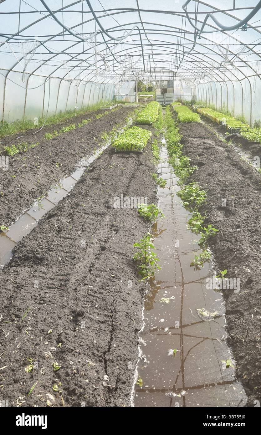 Organic vegetable growing in a plastic tunnel. Stock Photo