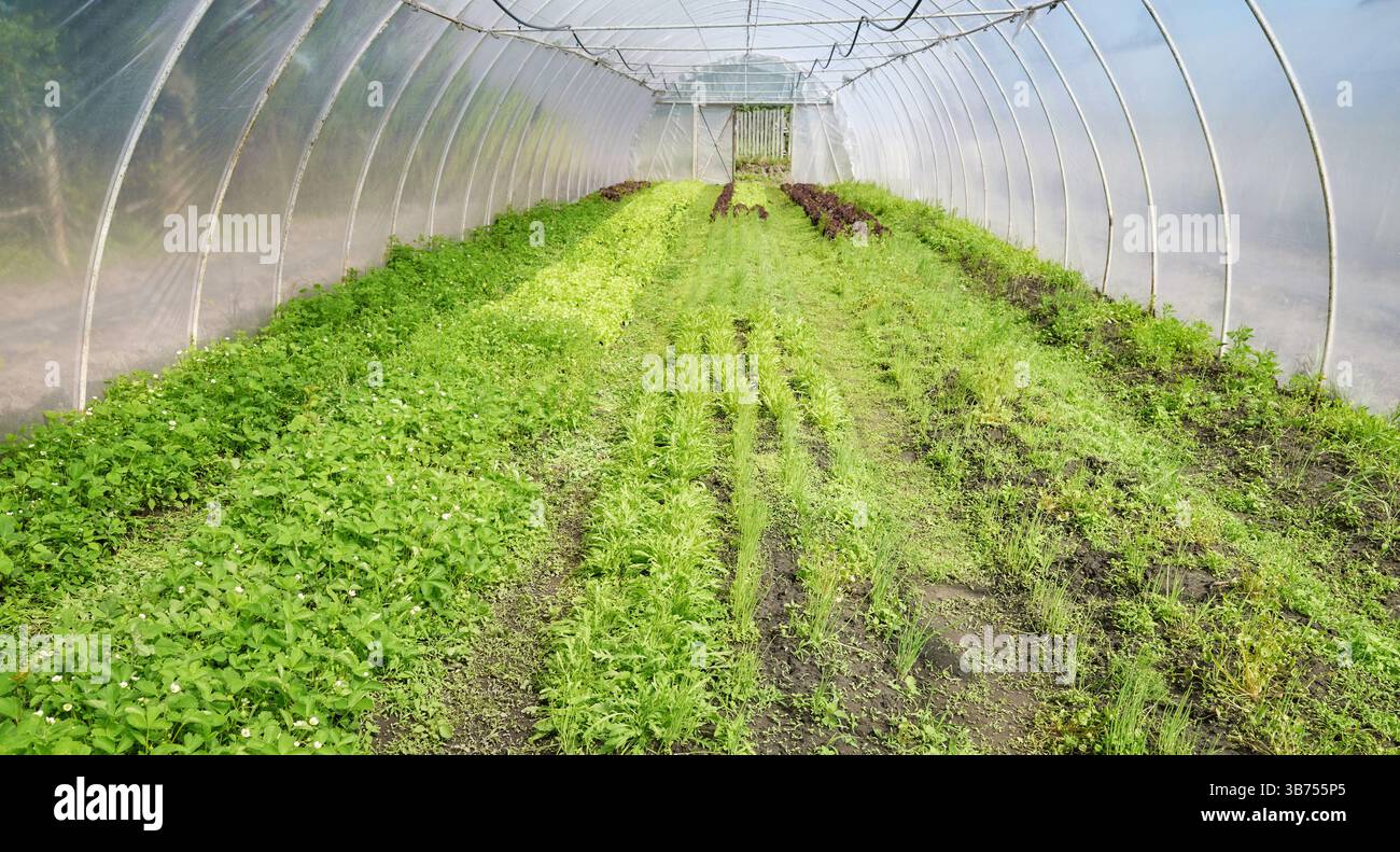 Organic vegetable growing in a plastic tunnel. Stock Photo