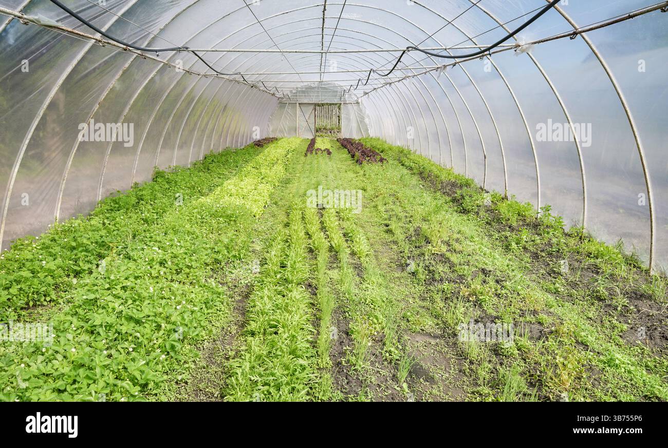 Organic vegetable growing in a plastic tunnel. Stock Photo