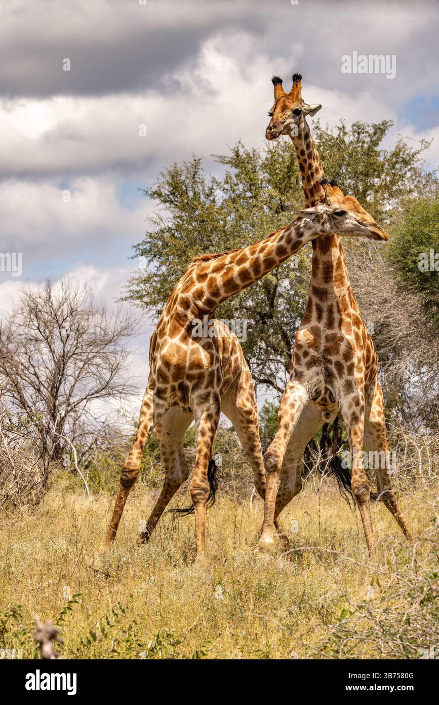 Africa safari giraffes hi-res stock photography and images - Alamy