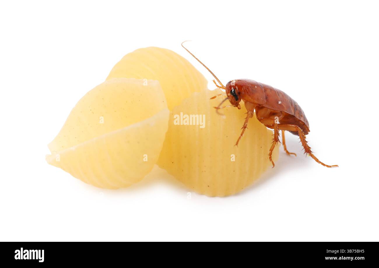 Cockroach crawling on pasta against white background Stock Photo - Alamy