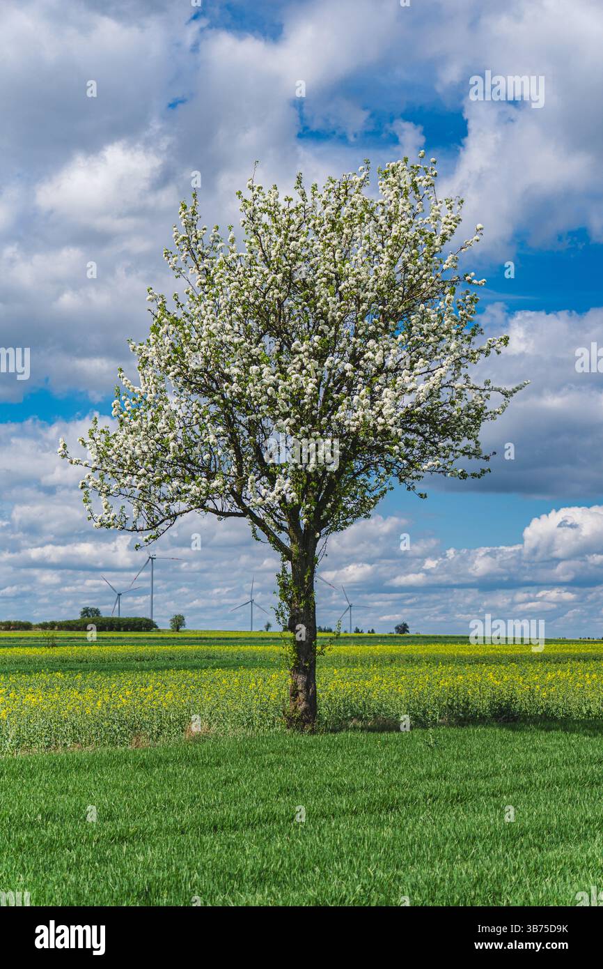 Single tree covered with white flowers in a field with emerging wheat Stock Photo