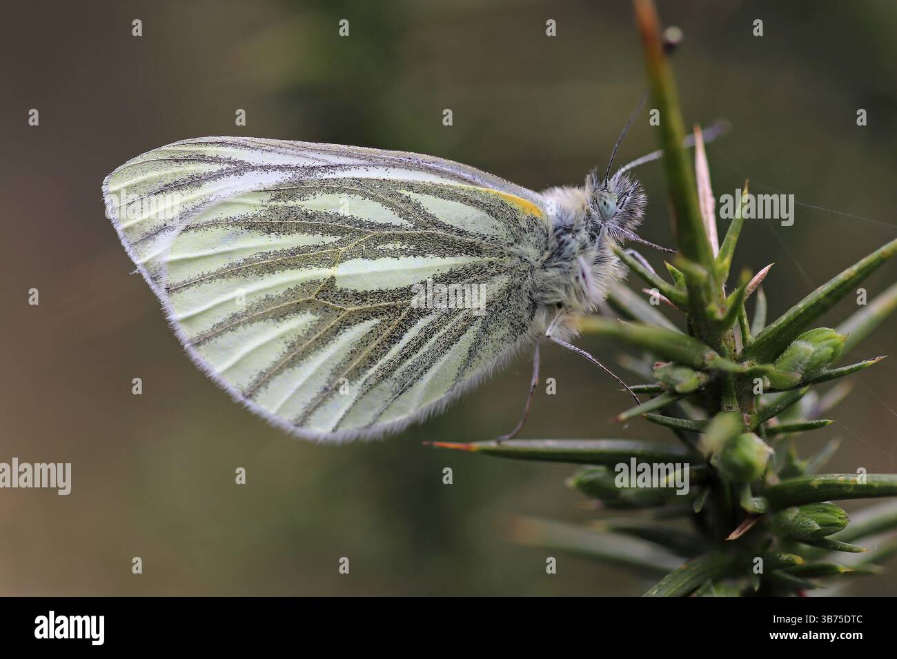 Green-veined White Pieris napi Stock Photo