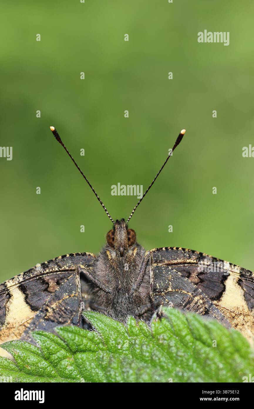 Small Tortoiseshell Aglais urticae Close Up Peeking Over Top Of A Leaf Stock Photo