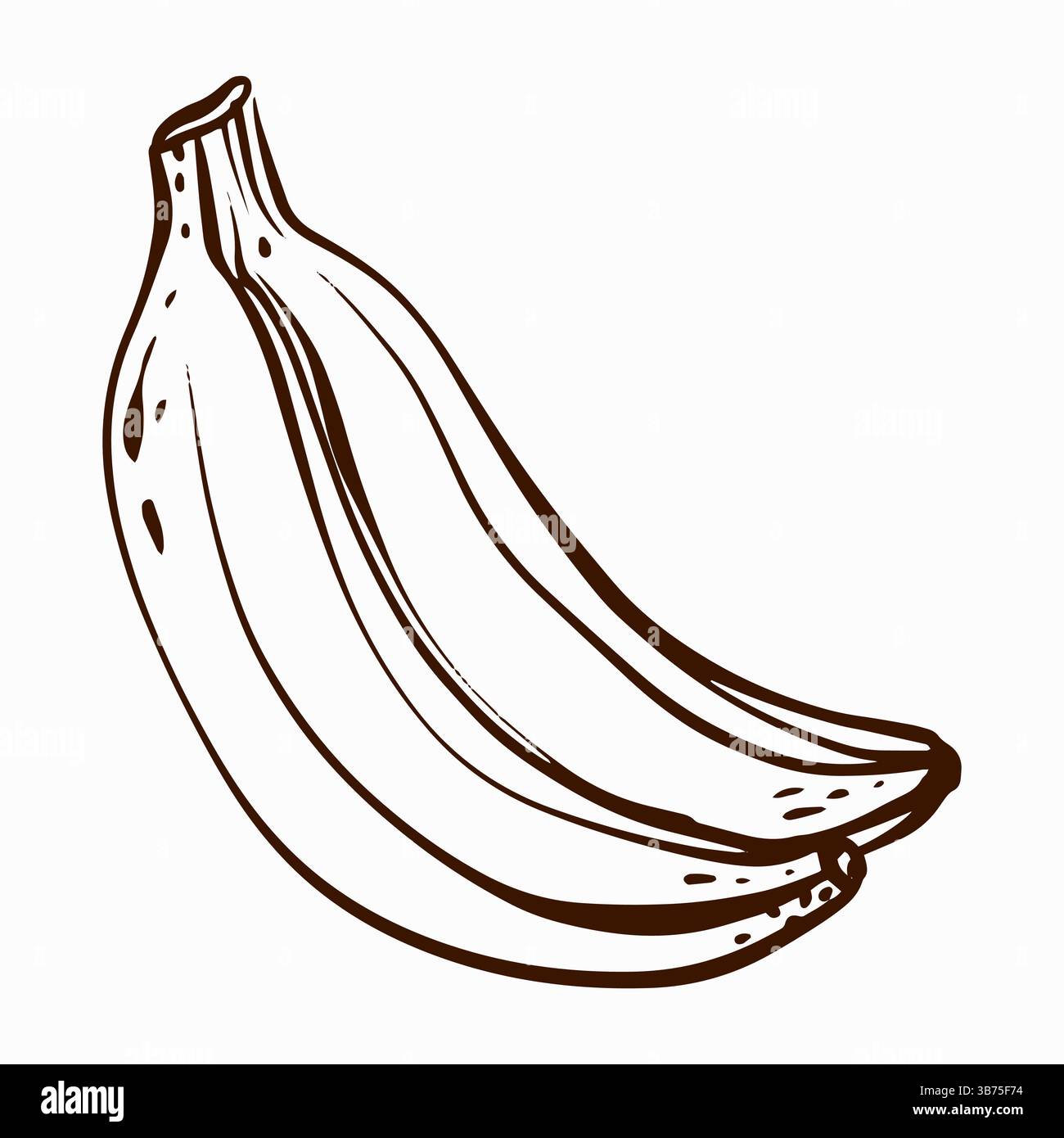 Tropical Banana Vector Illustration Stock Vector