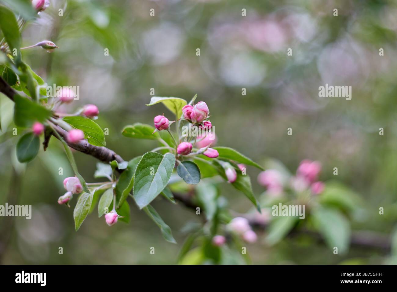 Close up of blossoming branch of an apple tree with pink blossoms. Stock Photo