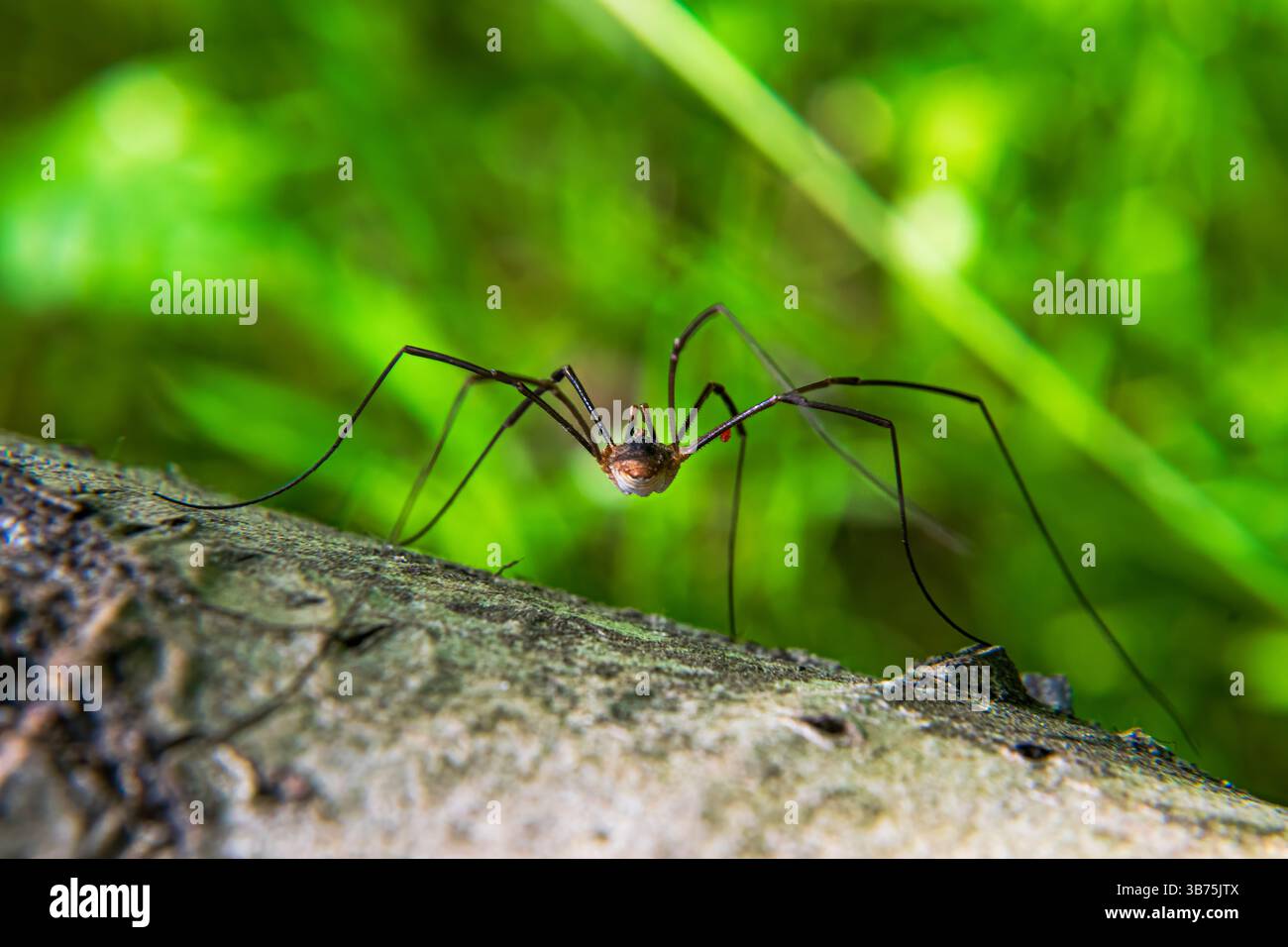 Spider on tree hi-res stock photography and images - Alamy