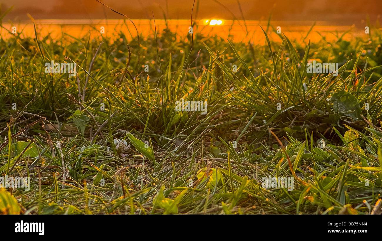 Serene sunset over lush green grass with golden light reflections on water creating a tranquil and warm atmosphere that eases the mind. Stock Photo