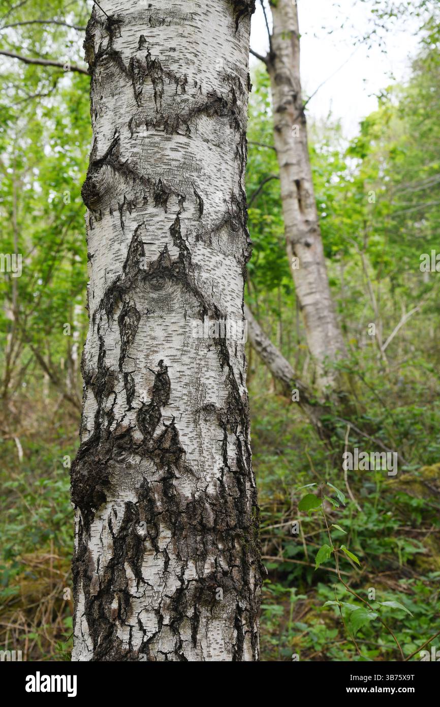 Siver birch bark Stock Photo