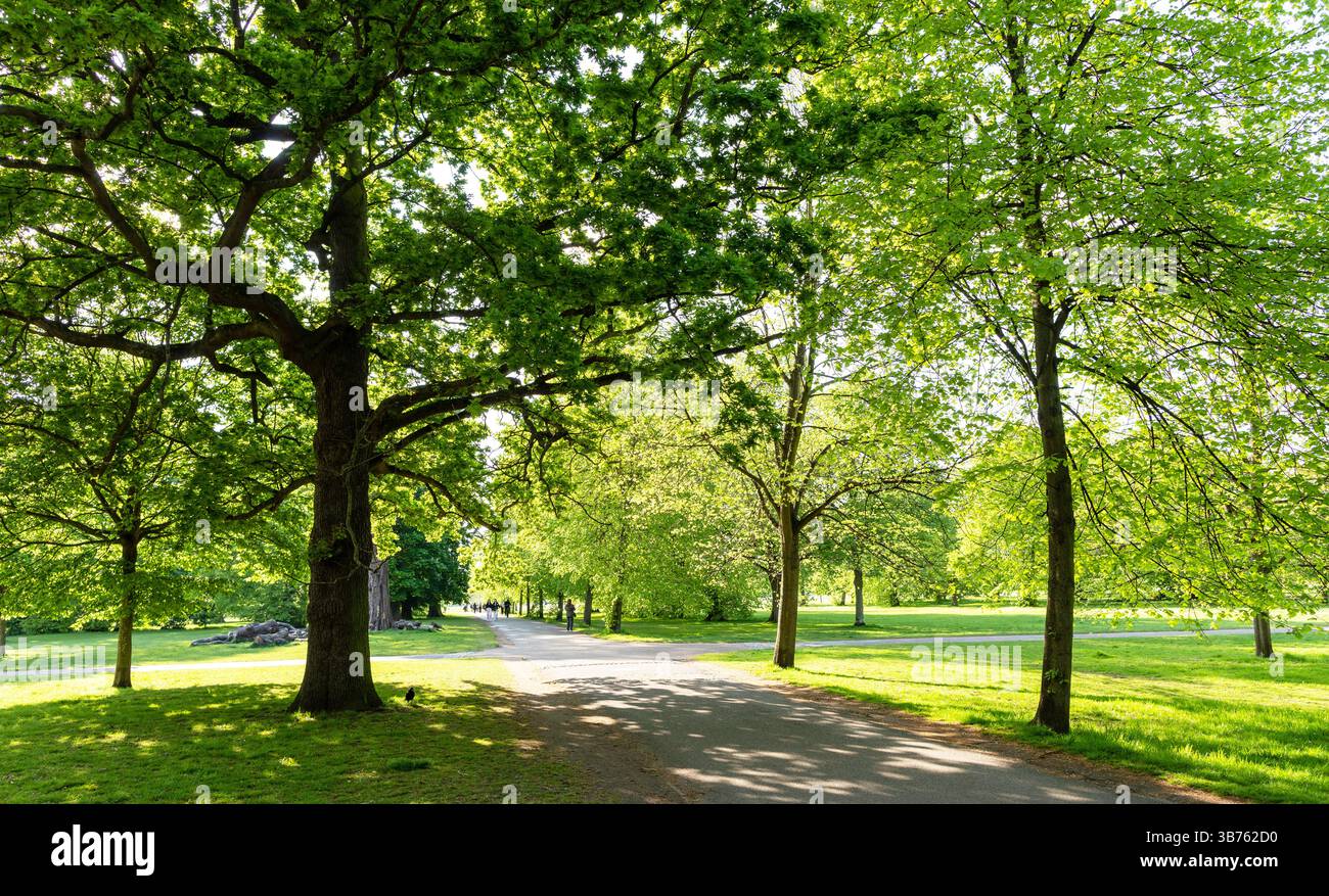 Summer in Hyde Park London Stock Photo