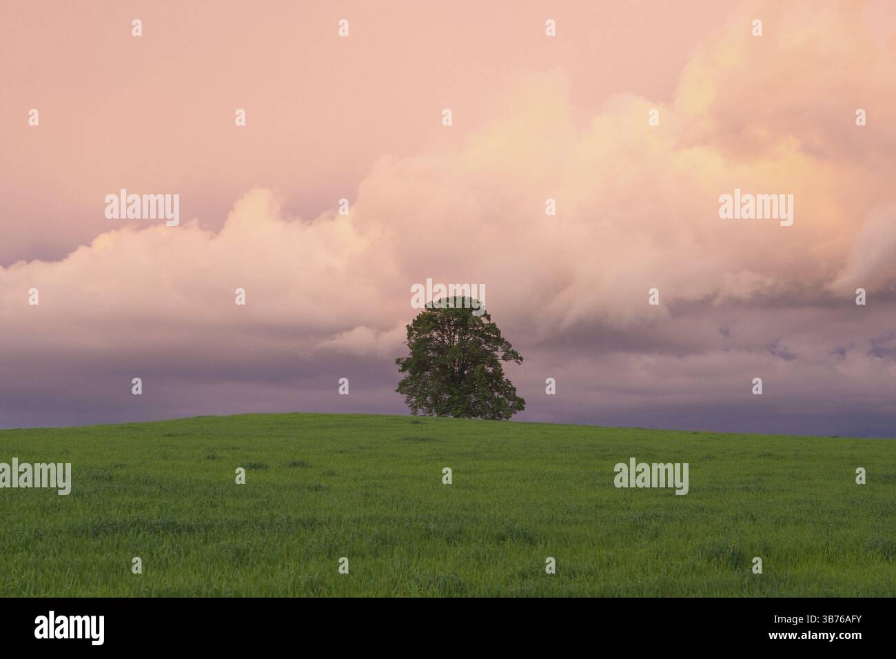 Heavy tree hill hi-res stock photography and images - Alamy
