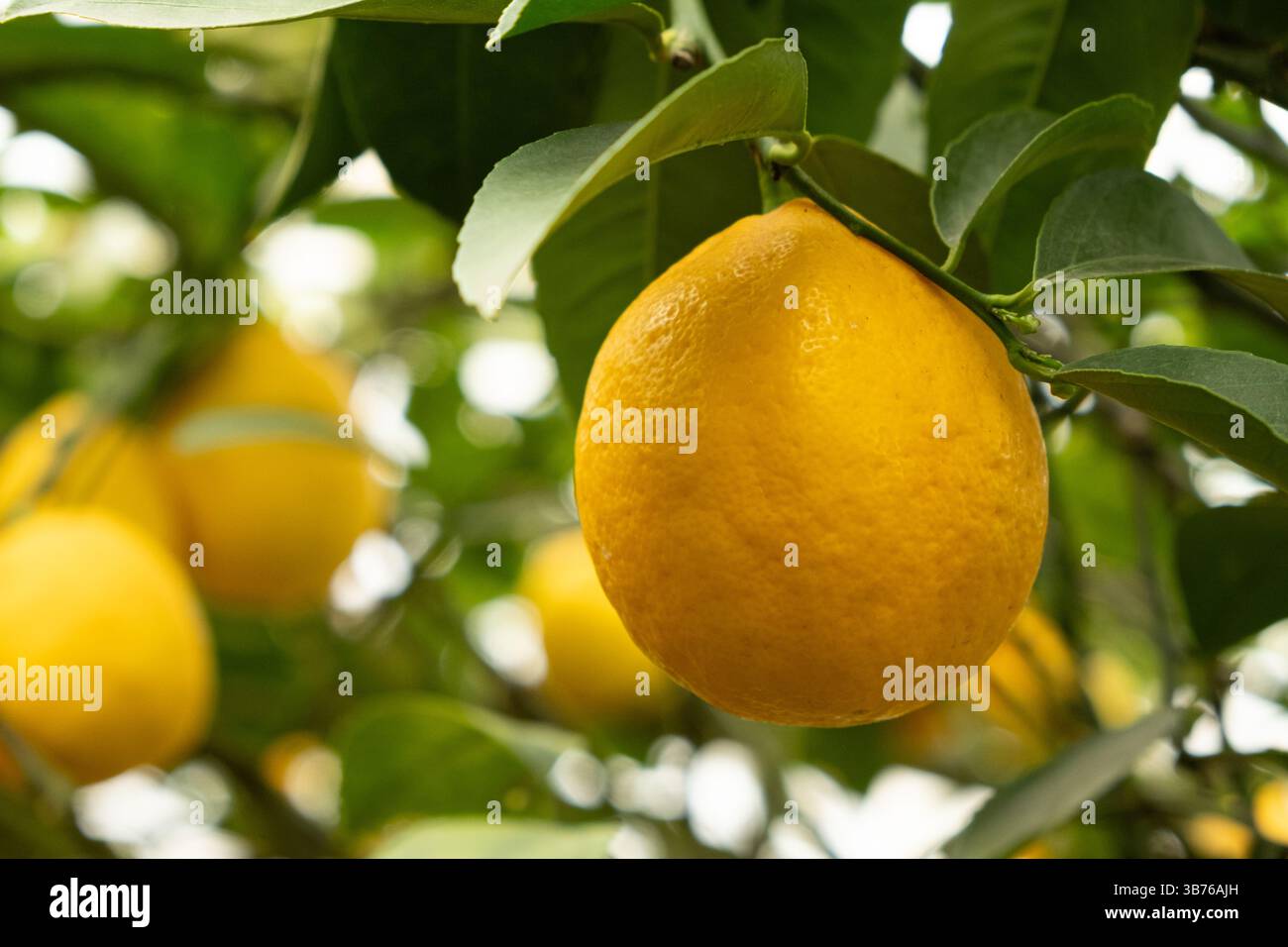 Fresh Yellow Lemons Ripening on Meyer Lemon Tree. Stock Photo