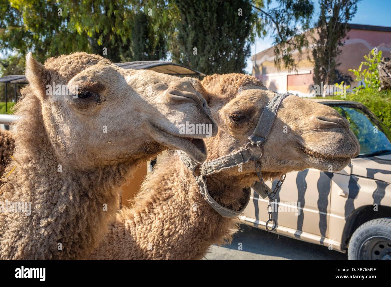 Camel farm green area zoo hi-res stock photography and images - Alamy
