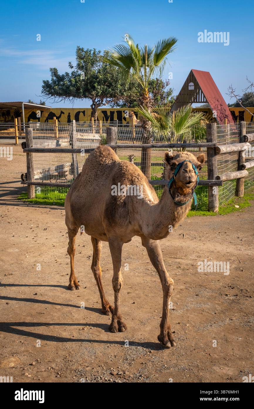 camel riding in a park near Mazotos of Cyprus Stock Photo - Alamy