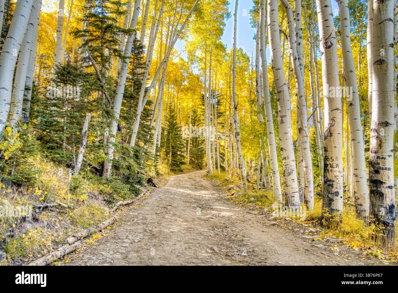 Road through an autumn forest of golden aspen trees in the mountains of Colorado Stock Photo