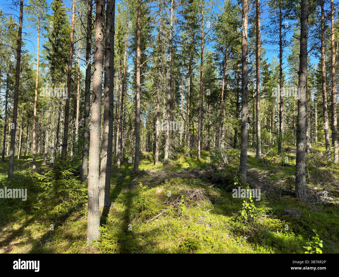 A sunlit view inside a dense green forest, showcasing tall trees and dappled sunlight in north Sweden. - Smartphone Captured Stock Image