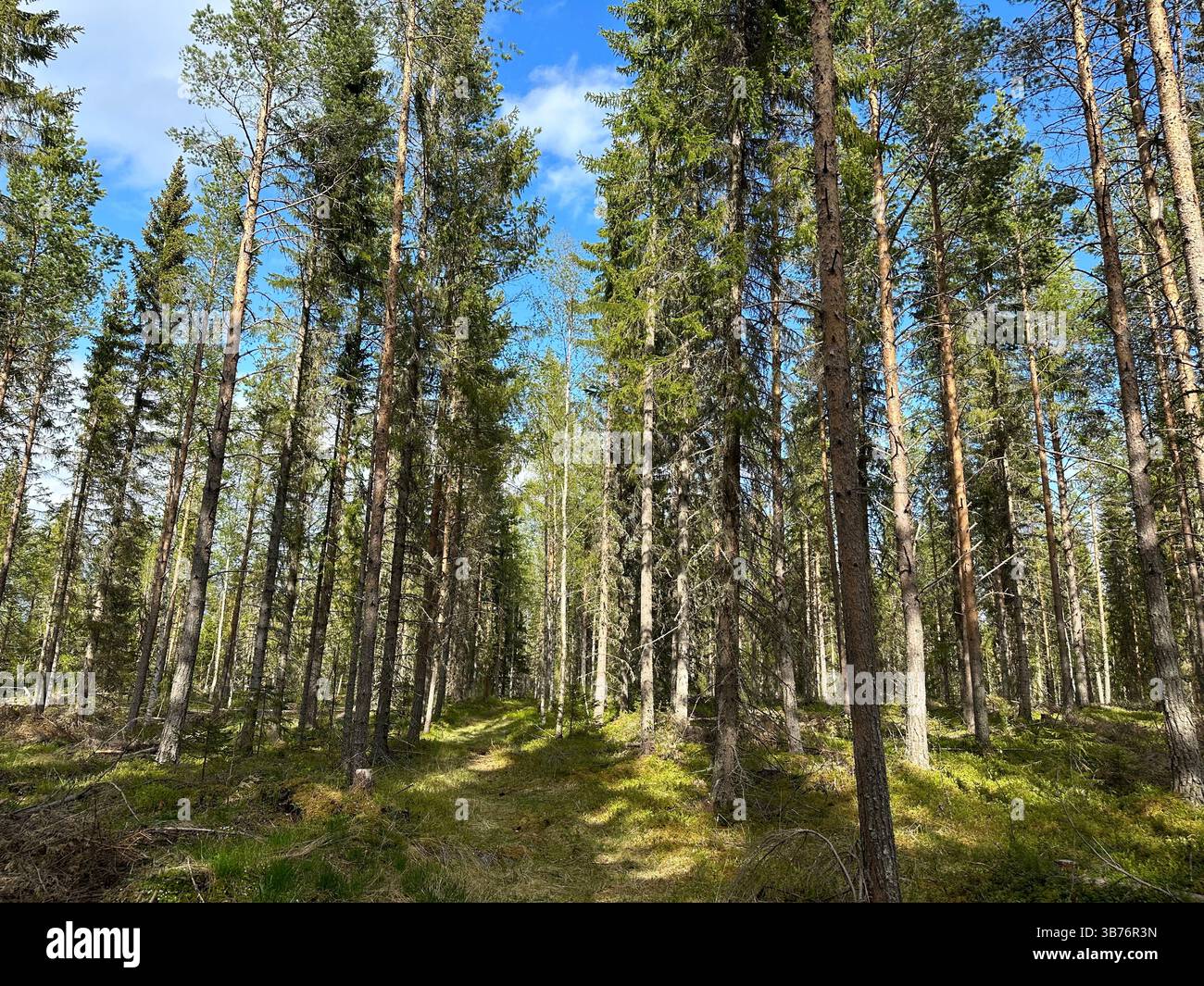 Looking up into a vibrant forest with lush green trees and bright sunlight. - Smartphone Captured Stock Image