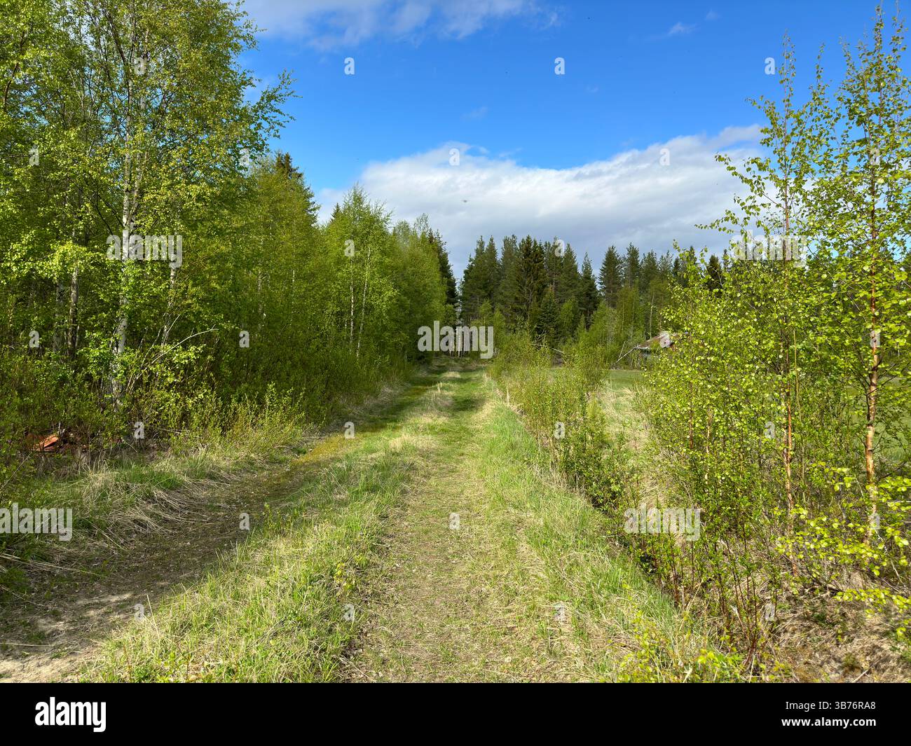 A forest path leads through vibrant greenery under a sunny, blue sky with clouds in north Sweden - Smartphone Captured Stock Image