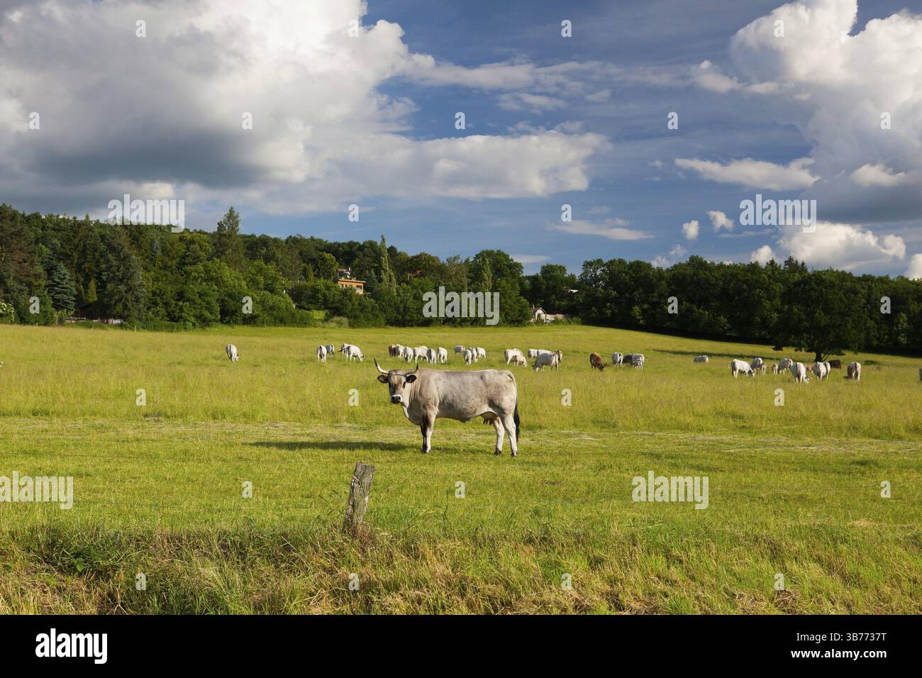 The leader of herd cows on a summer pasture in twilight Stock Photo - Alamy