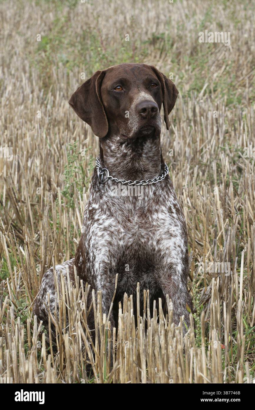 German Short-haired Pointing Dog on the corn field Stock Photo