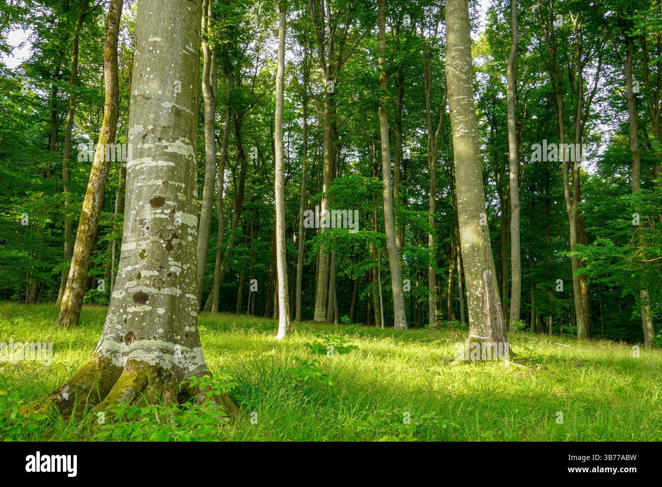 Abstract eco backgrounds with earth hi-res stock photography and images ...