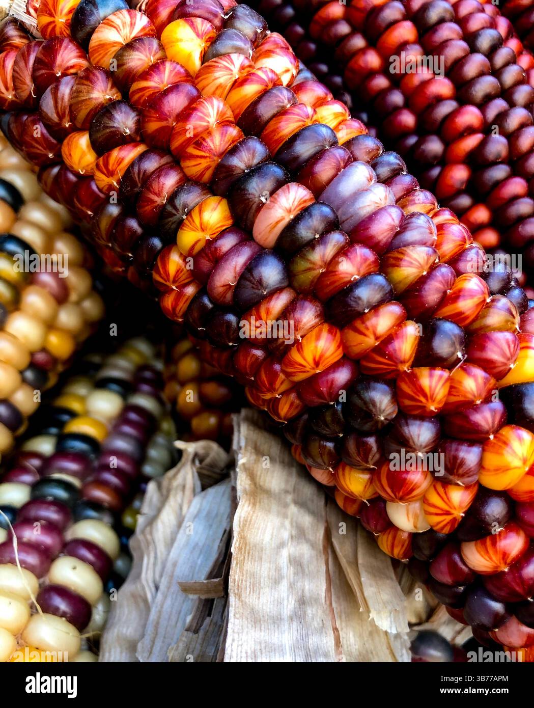 Indian Corn, with its rich array of multicolored kernels in hues of blue, red, yellow, and brown, is a traditional symbol of the fall harvest season. - Smartphone Captured Stock Image
