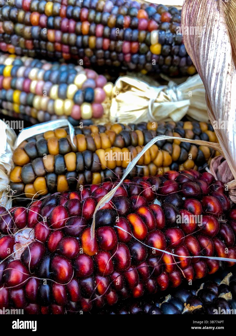 Indian Corn, with its rich array of multicolored kernels in hues of blue, red, yellow, and brown, is a traditional symbol of the fall harvest season. - Smartphone Captured Stock Image