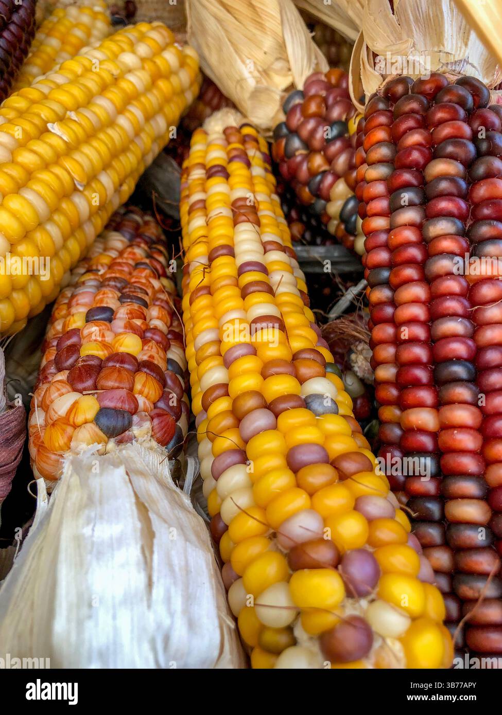 Indian Corn, with its rich array of multicolored kernels in hues of blue, red, yellow, and brown, is a traditional symbol of the fall harvest season. - Smartphone Captured Stock Image