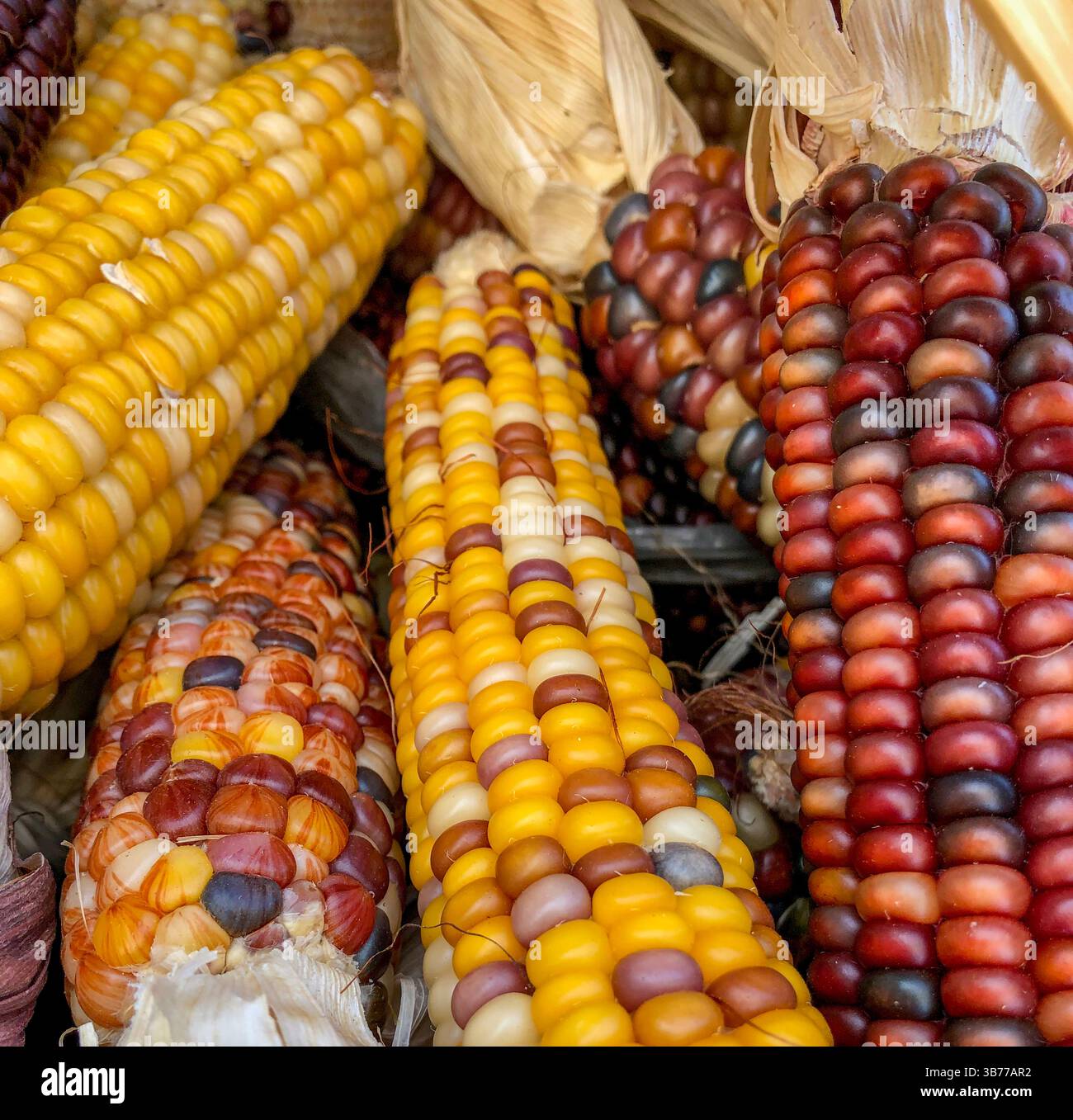 Indian Corn, with its rich array of multicolored kernels in hues of blue, red, yellow, and brown, is a traditional symbol of the fall harvest season. - Smartphone Captured Stock Image