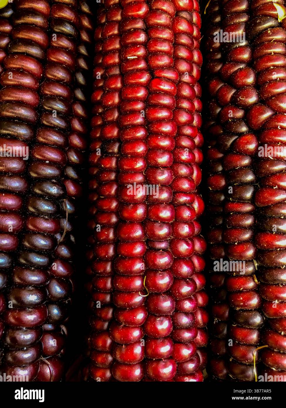Indian Corn, with its rich array of multicolored kernels in hues of blue, red, yellow, and brown, is a traditional symbol of the fall harvest season. - Smartphone Captured Stock Image