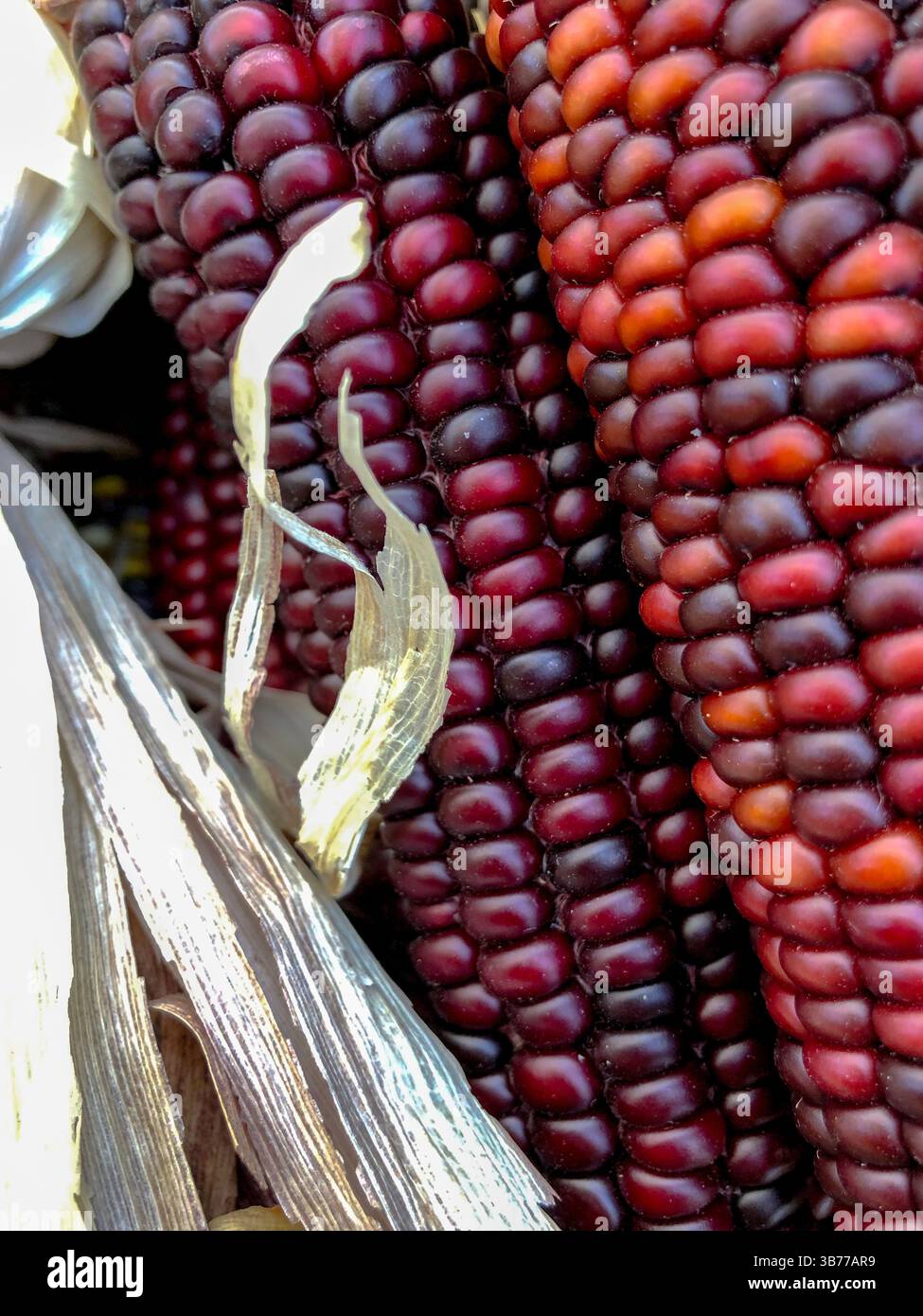 Indian Corn, with its rich array of multicolored kernels in hues of blue, red, yellow, and brown, is a traditional symbol of the fall harvest season. - Smartphone Captured Stock Image