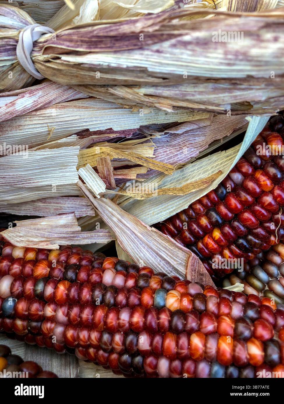 Indian Corn, with its rich array of multicolored kernels in hues of blue, red, yellow, and brown, is a traditional symbol of the fall harvest season. - Smartphone Captured Stock Image