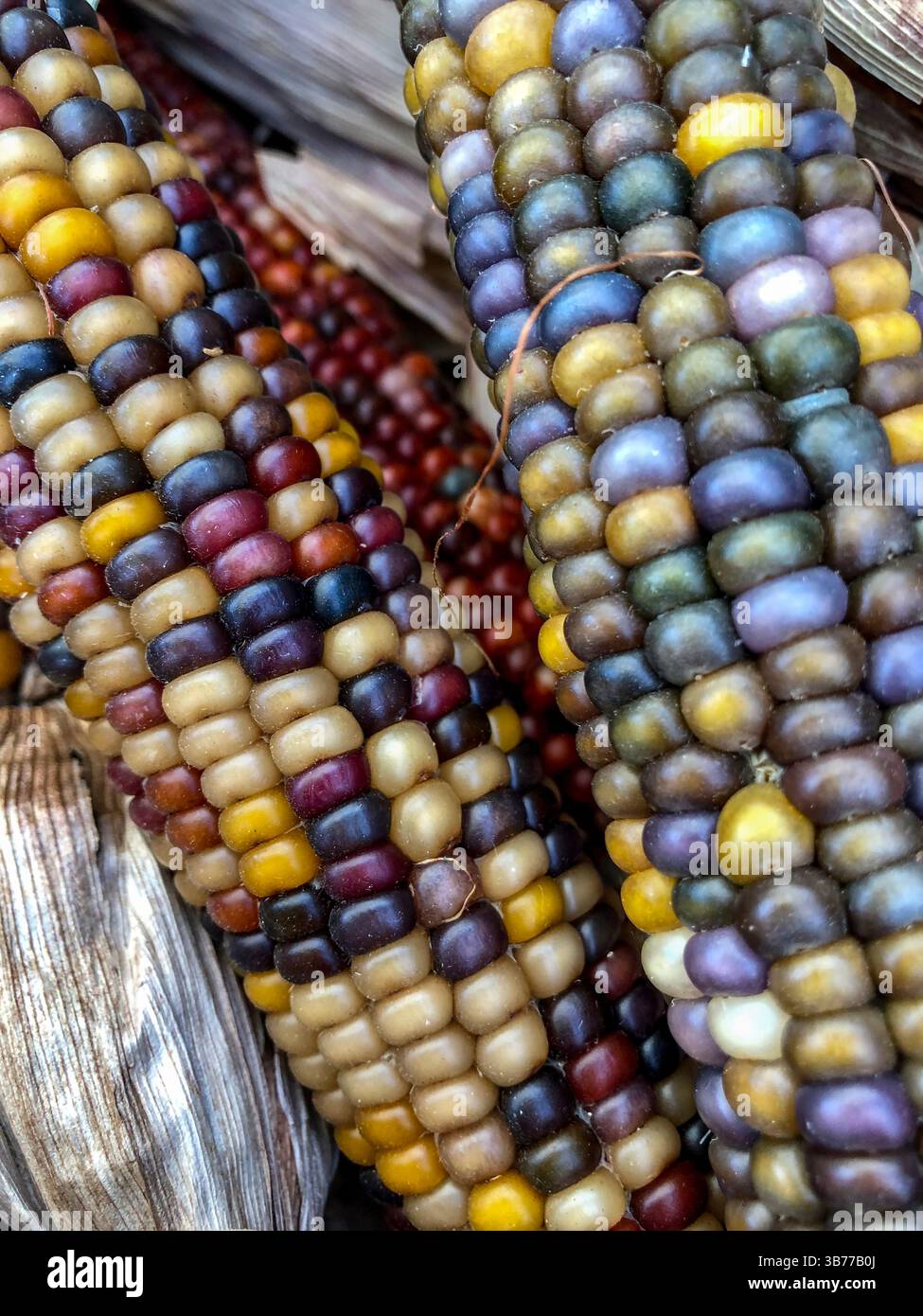 Indian Corn, with its rich array of multicolored kernels in hues of blue, red, yellow, and brown, is a traditional symbol of the fall harvest season. - Smartphone Captured Stock Image