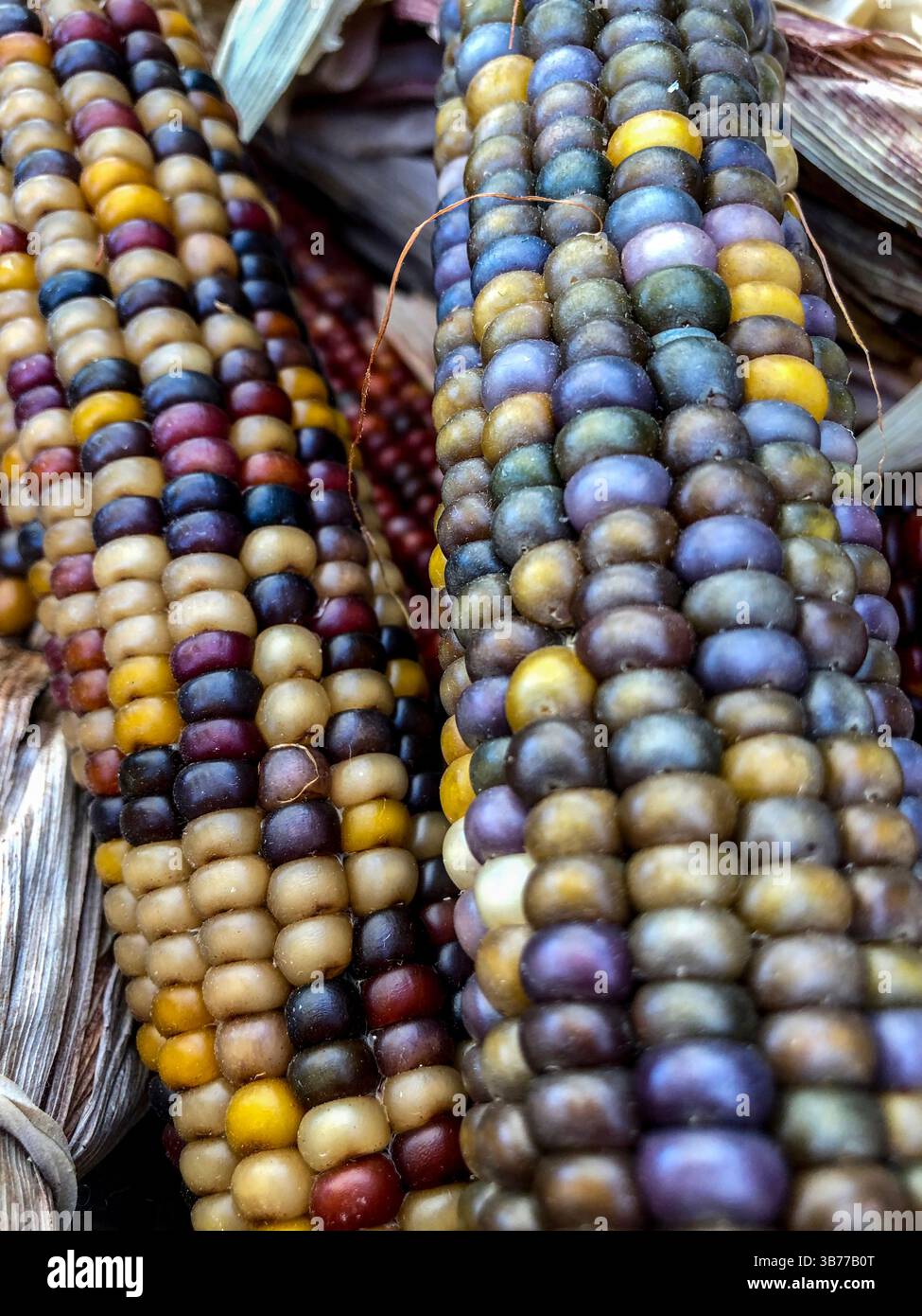 Indian Corn, with its rich array of multicolored kernels in hues of blue, red, yellow, and brown, is a traditional symbol of the fall harvest season. - Smartphone Captured Stock Image