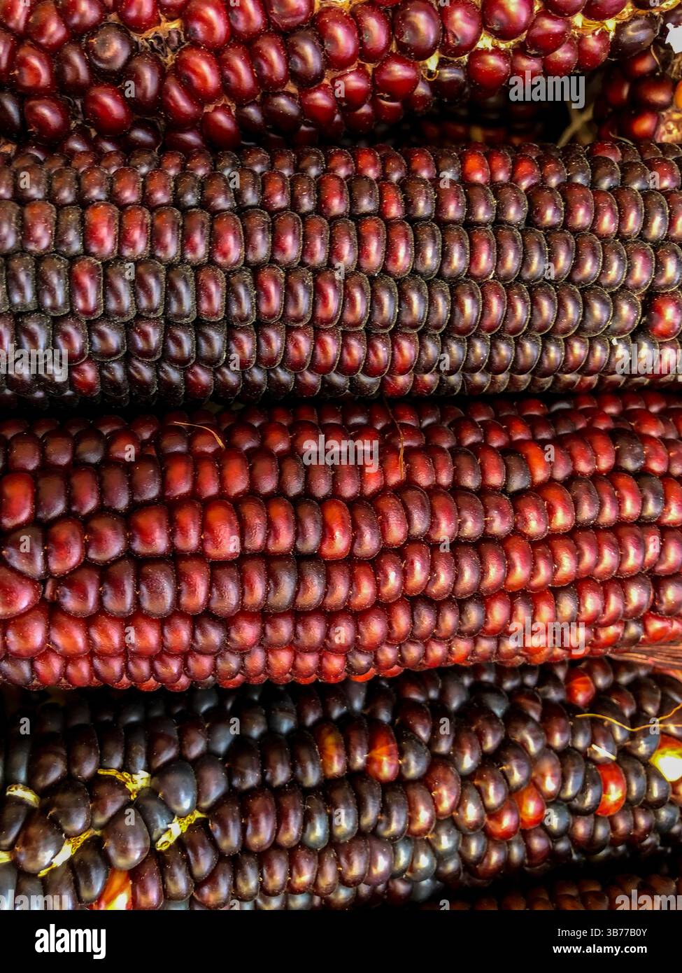Indian Corn, with its rich array of multicolored kernels in hues of blue, red, yellow, and brown, is a traditional symbol of the fall harvest season. - Smartphone Captured Stock Image