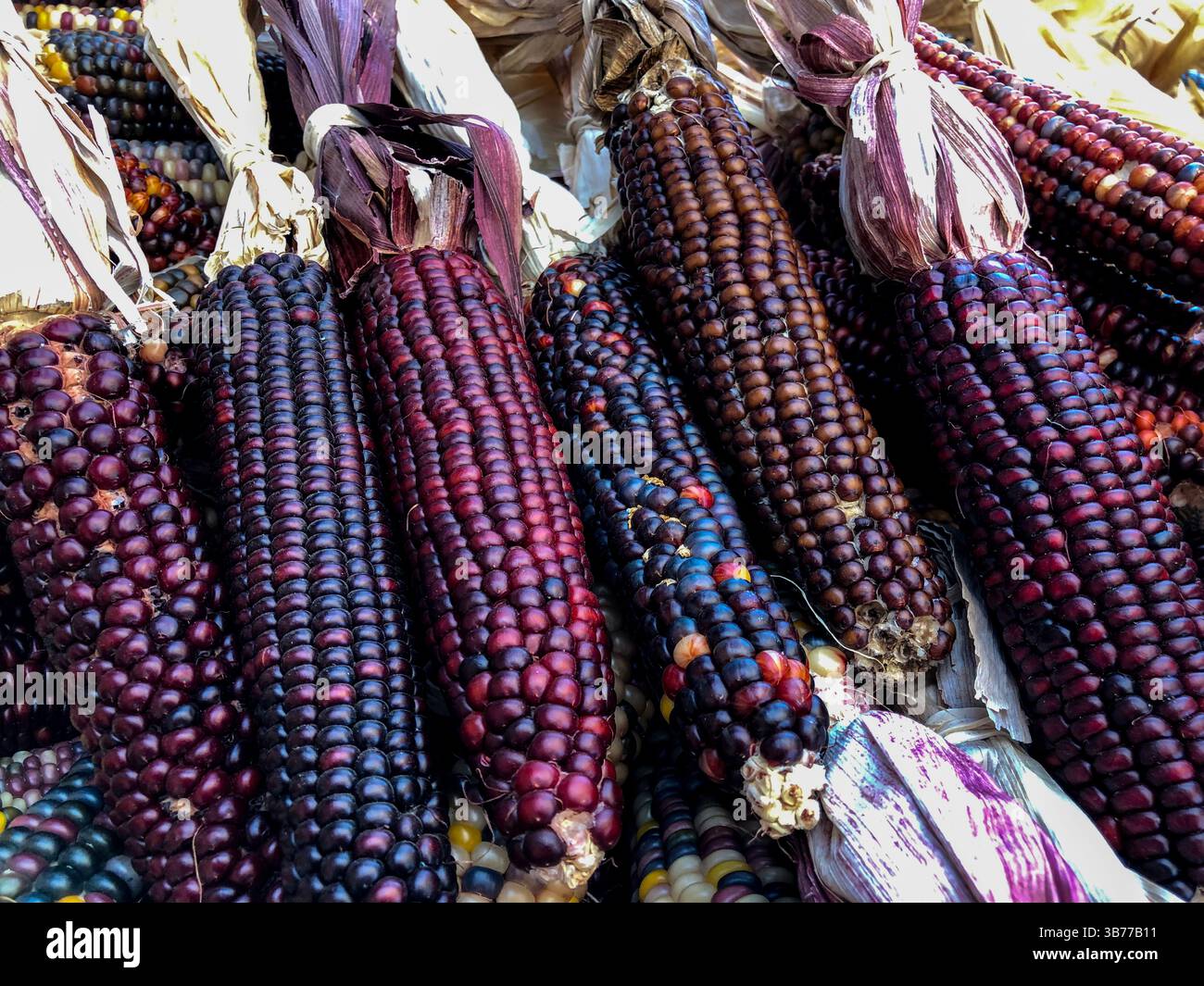 Indian Corn, with its rich array of multicolored kernels in hues of blue, red, yellow, and brown, is a traditional symbol of the fall harvest season. - Smartphone Captured Stock Image