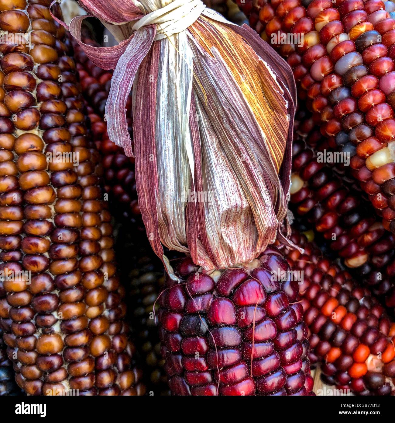 Indian Corn, with its rich array of multicolored kernels in hues of blue, red, yellow, and brown, is a traditional symbol of the fall harvest season. - Smartphone Captured Stock Image