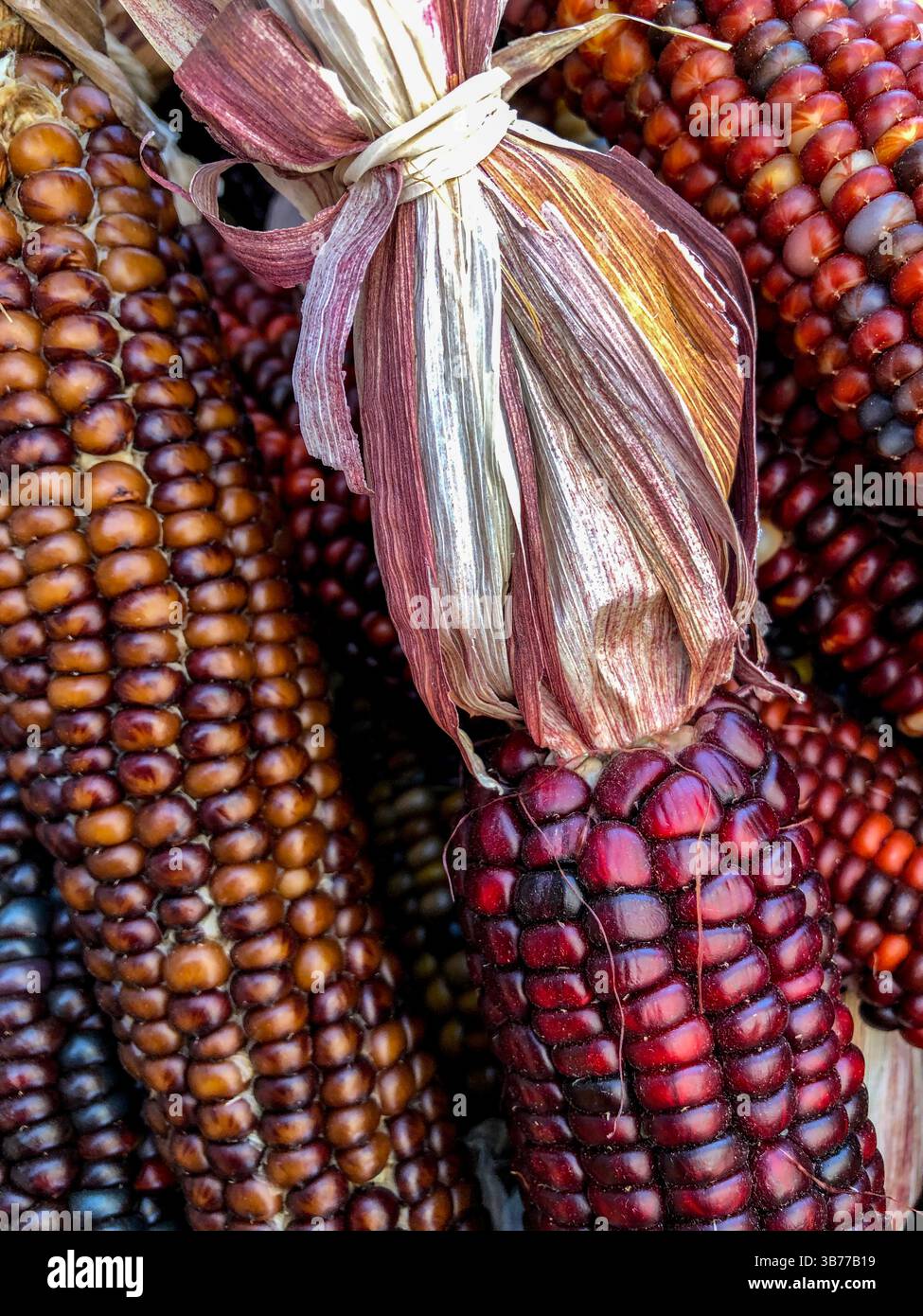 Indian Corn, with its rich array of multicolored kernels in hues of blue, red, yellow, and brown, is a traditional symbol of the fall harvest season. - Smartphone Captured Stock Image