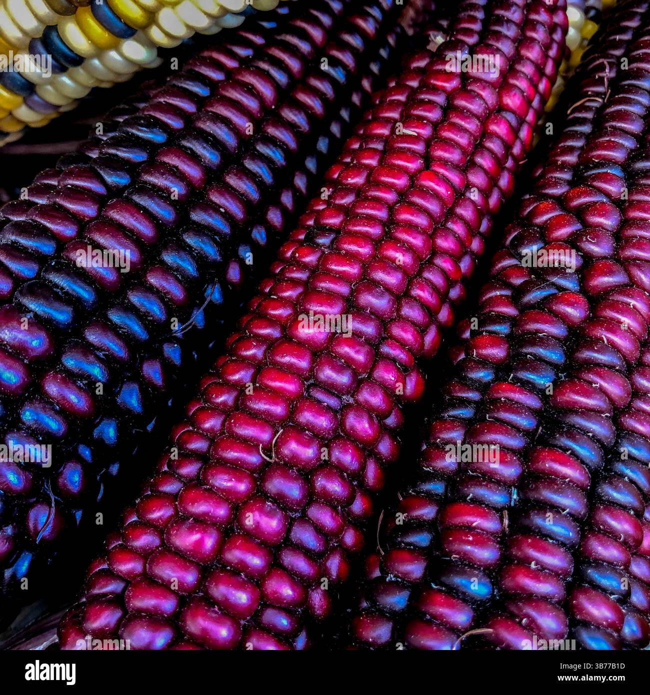 Indian Corn, with its rich array of multicolored kernels in hues of blue, red, yellow, and brown, is a traditional symbol of the fall harvest season. - Smartphone Captured Stock Image