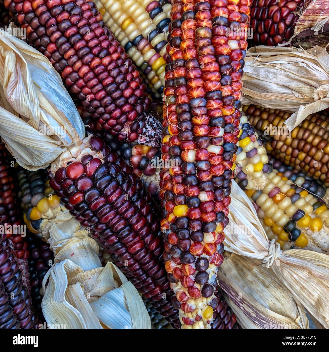 Indian Corn, with its rich array of multicolored kernels in hues of blue, red, yellow, and brown, is a traditional symbol of the fall harvest season. - Smartphone Captured Stock Image