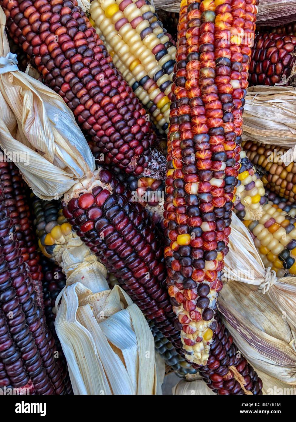 Indian Corn, with its rich array of multicolored kernels in hues of blue, red, yellow, and brown, is a traditional symbol of the fall harvest season. - Smartphone Captured Stock Image